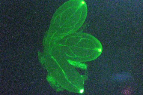 Grün fluoreszierendes Protein in der Acker-Schmalwand 